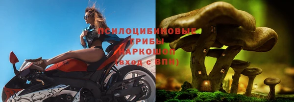 стаф Алзамай