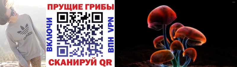 даркнет состав  Архангельск  Псилоцибиновые грибы Psilocybe 